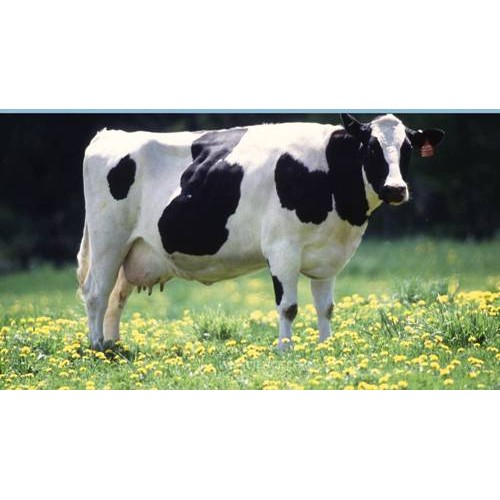 Фигурка – Корова, размер 7 х 13 х 8 см.  